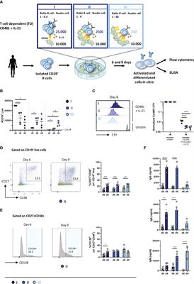 Optimized Protocols for In-Vitro T-Cell-Dependent and T-Cell-Independent Activation for B-Cell Differentiation Studies Using Limited Cells